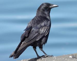 American Crow