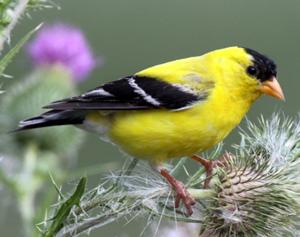 American Goldfinch