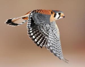 American Kestrel