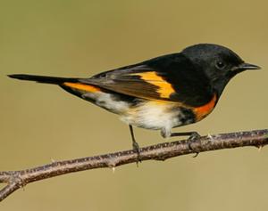 American Redstart