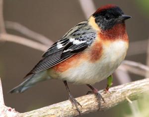 Bay-breasted Warbler