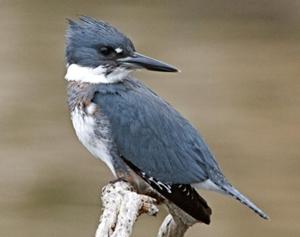 Belted Kingfisher