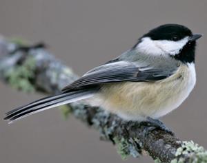 Black-capped Chickadee