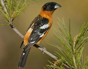 Black-headed Grosbeak