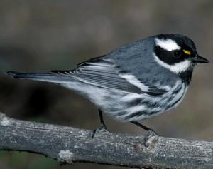 Black-throated Gray Warbler