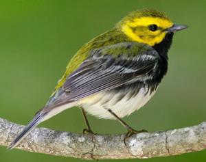 Black-throated Green Warbler