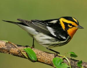 Blackburnian Warbler