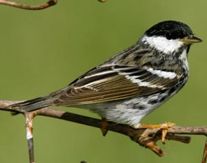 Blackpoll Warbler