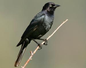 Brewer's Blackbird