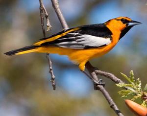 Bullock's Oriole