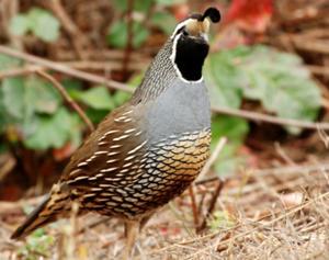 California Quail