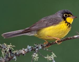 Canada Warbler