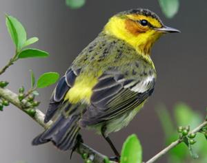 Cape May Warbler