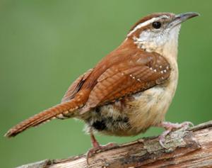 Carolina Wren