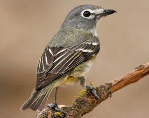 Cassin's Vireo