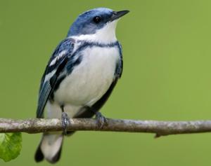 Cerulean Warbler