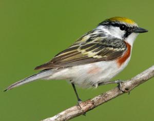 Chestnut-sided Warbler