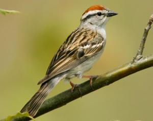 Chipping Sparrow