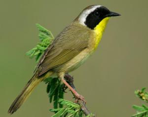 Common Yellowthroat