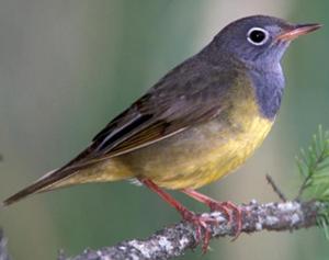 Connecticut Warbler