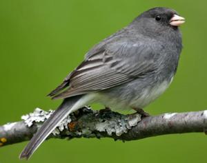 Dark-eyed Junco