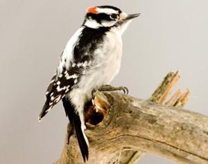 Downy Woodpecker