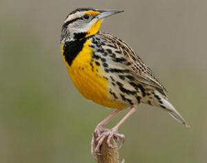 Eastern Meadowlark