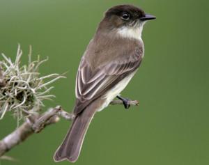 Eastern Phoebe