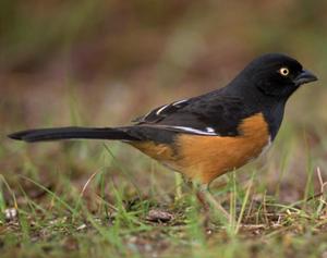 Eastern Towhee