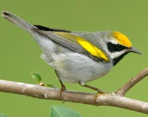 Golden-winged Warbler