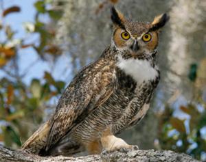 Great Horned Owl