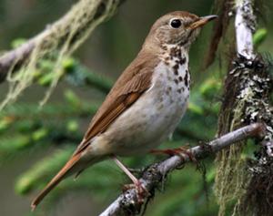 Hermit Thrush