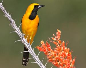 Hooded Oriole