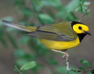 Hooded Warbler