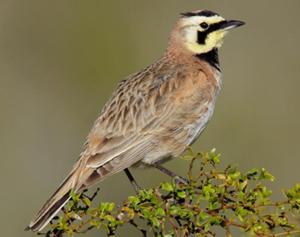 Horned Lark