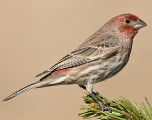 House Finch