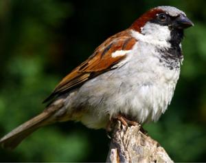 House Sparrow