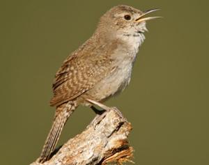 House Wren