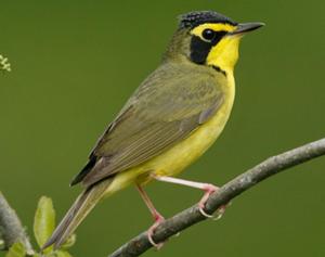 Kentucky Warbler