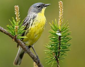 Kirtland's Warbler