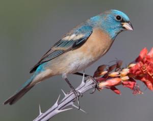 Lazuli Bunting