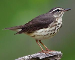 Louisiana Waterthrush