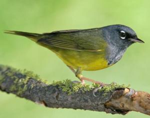 MacGillivray's Warbler