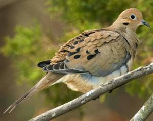 Mourning Dove