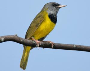 Mourning Warbler