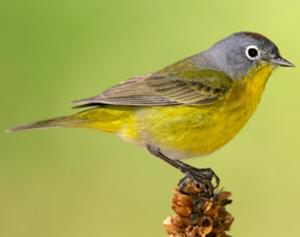 Nashville Warbler