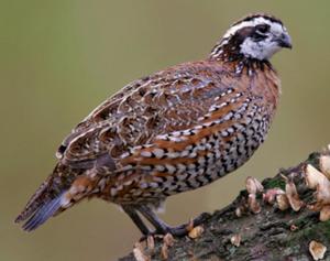 Northern Bobwhite