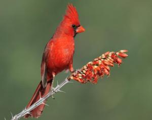 Northern Cardinal