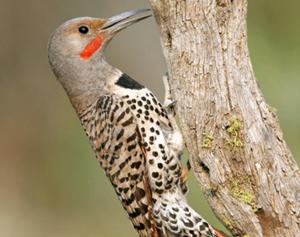 Northern Flicker