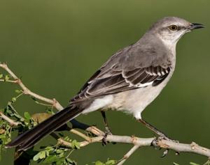 Northern Mockingbird